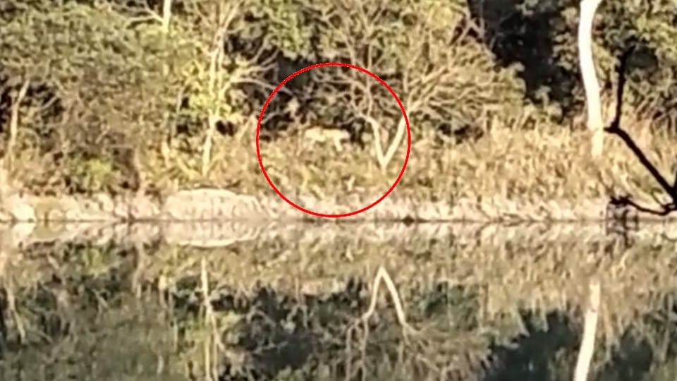Tiger sitting on the road near Pilibhit Tiger Reserve