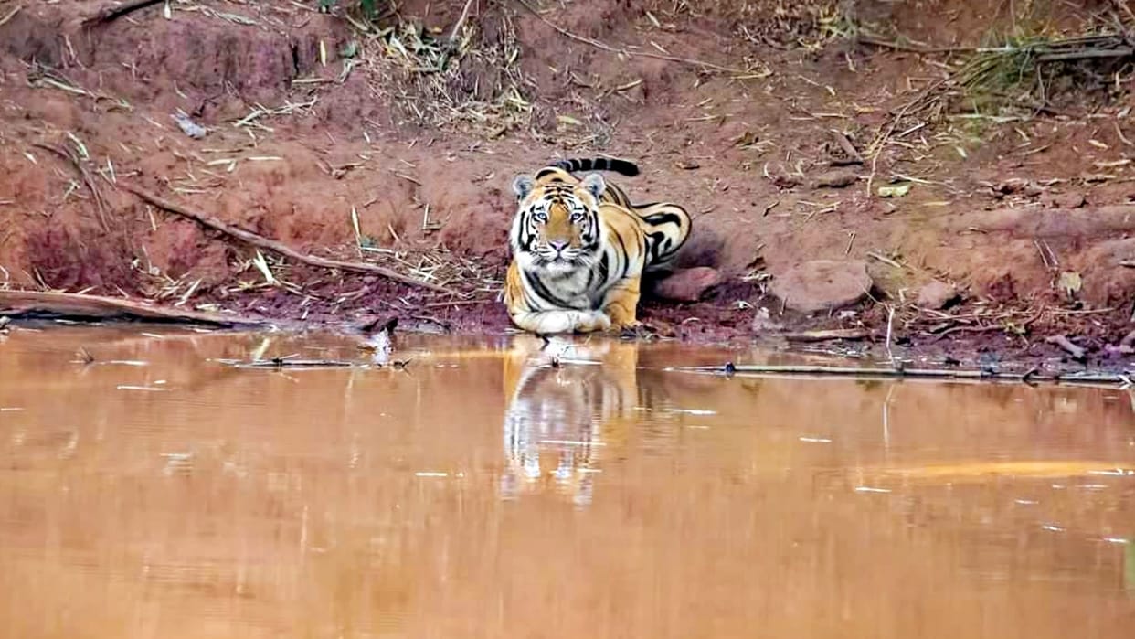 Umaria Tourists thrilled to see Tara son tiger looks like father Chhota Bheem