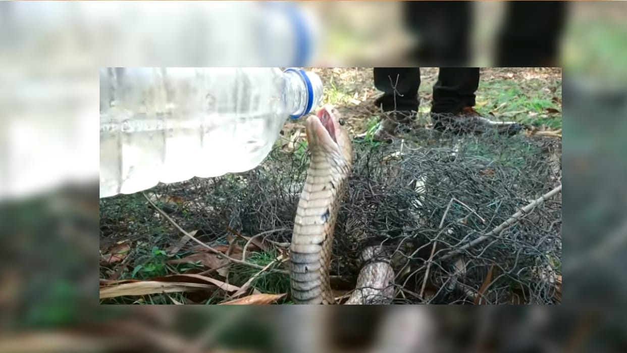 Viral Video King Cobra Drinking From Water Bottle After Rescued By Man From Net