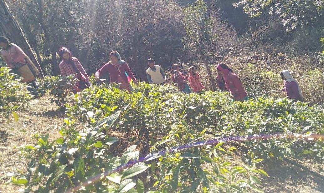 Tea Farming in Almora