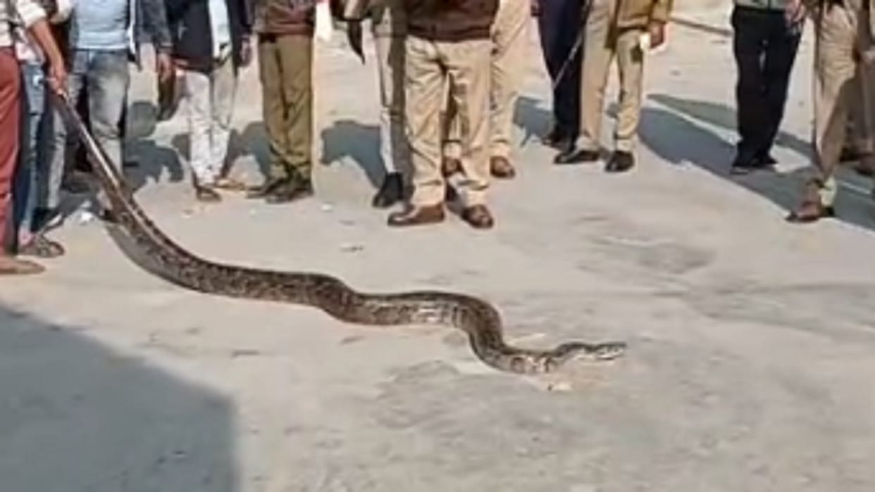 A 15 feet long python has seen in field in Nehtaur area of Bijnor district and photos