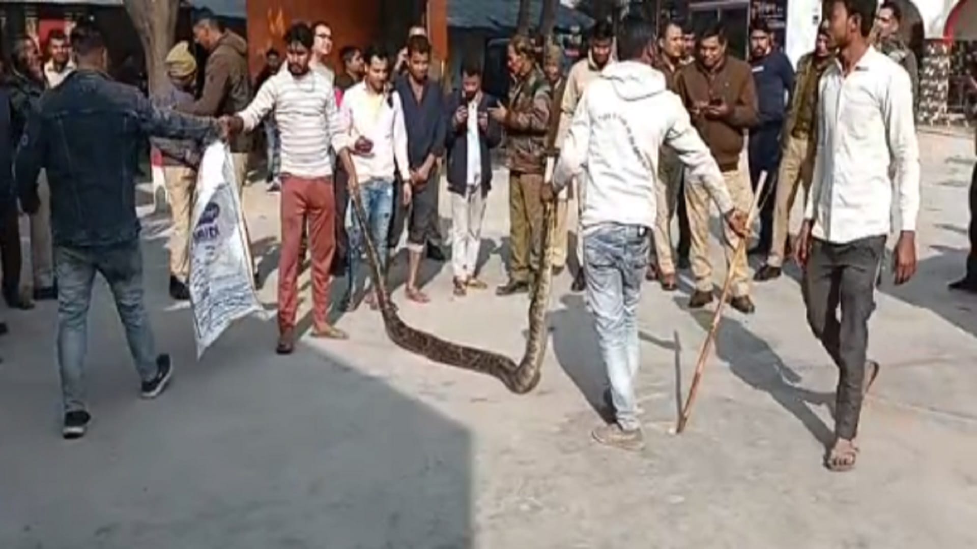 A 15 feet long python has seen in field in Nehtaur area of Bijnor district and photos
