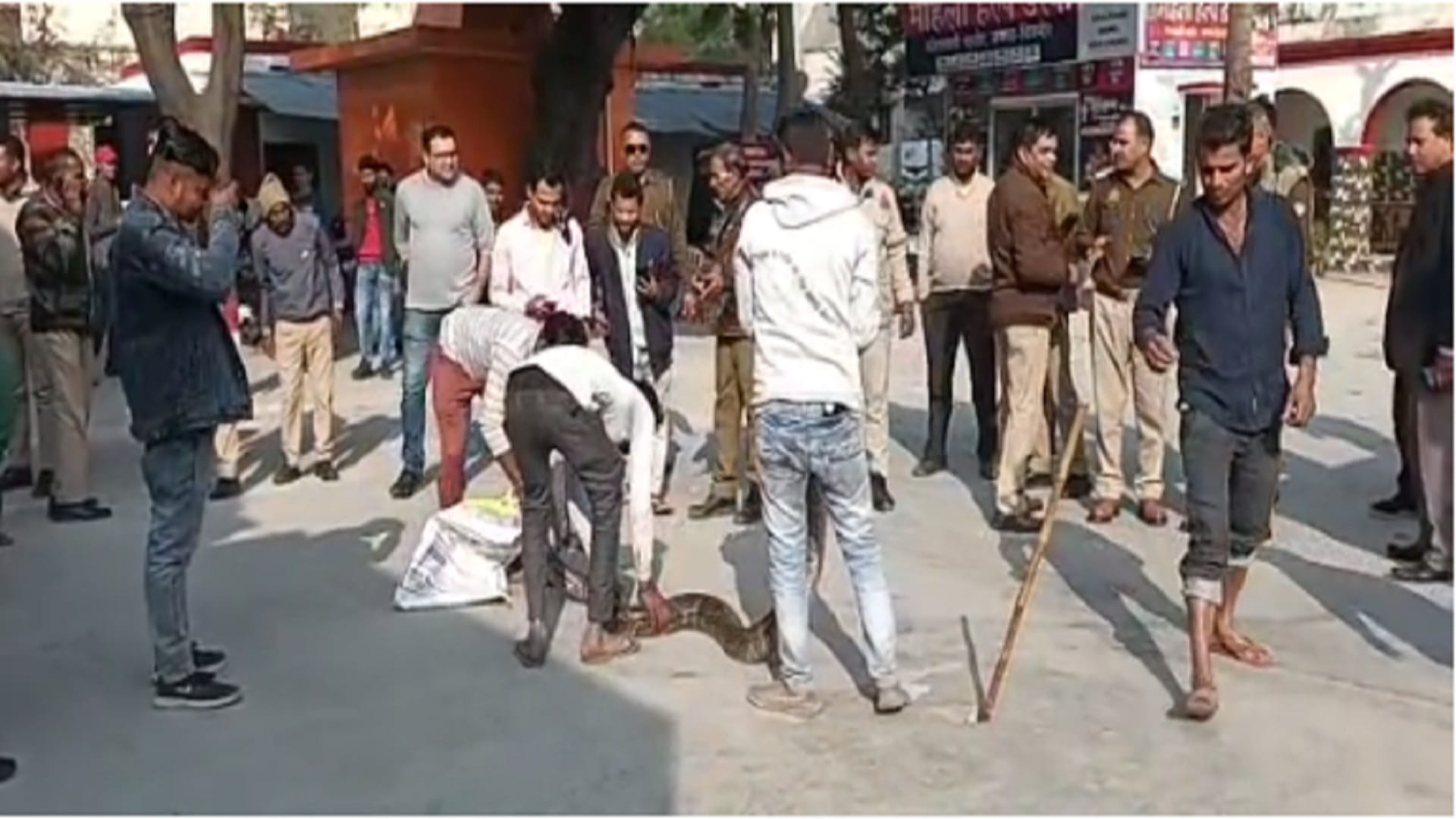A 15 feet long python has seen in field in Nehtaur area of Bijnor district and photos