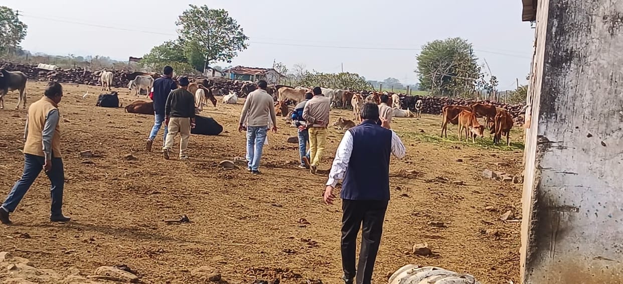 Bhopal News: 2131 cows missing from Jeev Daya Gaushala, Congress says BJP leaders doing leather business