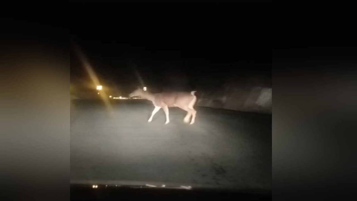 Tourists thrilled to see Kakkar  Deer roaming on NH