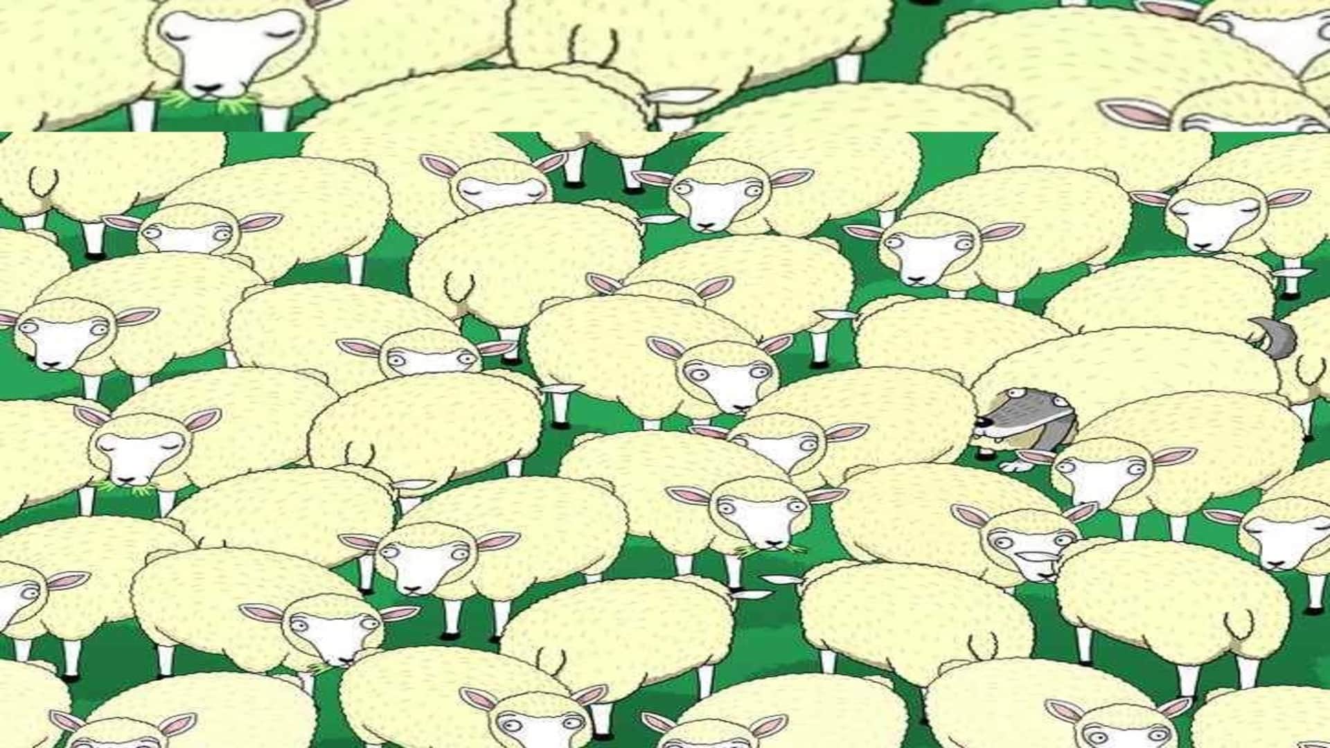 Optical Illusion IQ Test: Can you find Hidden Wolf Among the Sheep in 7 Secs? Check Your Brain Iq