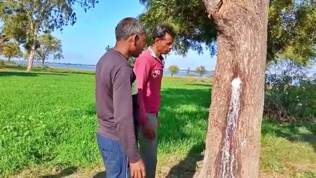 Umaria Milk coming out of neem tree hundreds of people arrived in area believing it to be a miracle