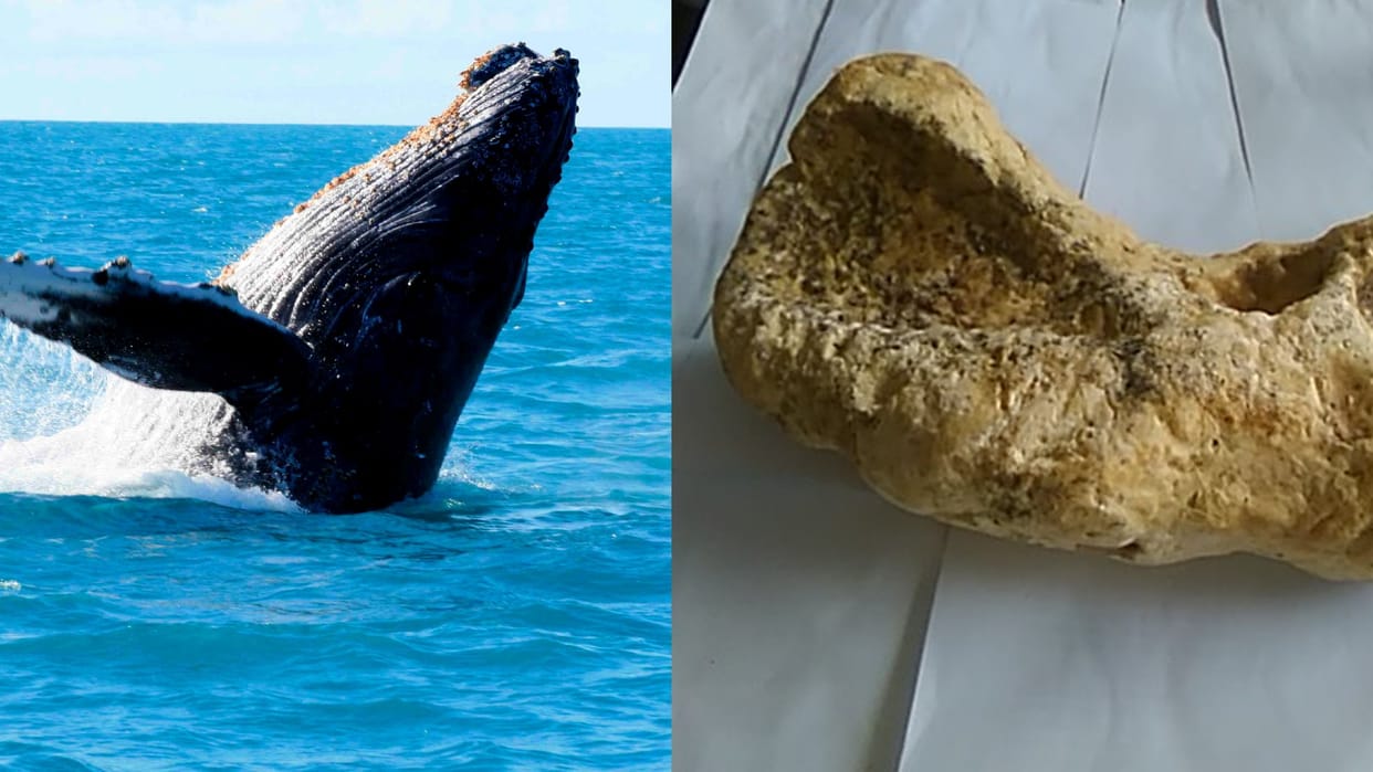 whale fish vomit sold in crores why scientist say floating gold know the reason fact