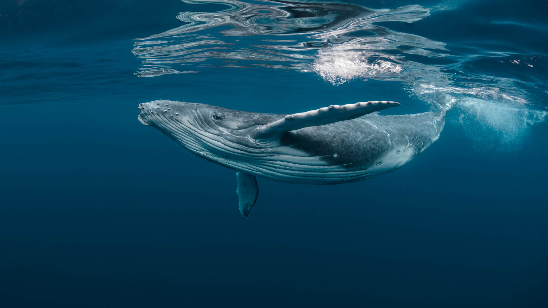whale fish vomit sold in crores why scientist say floating gold know the reason fact
