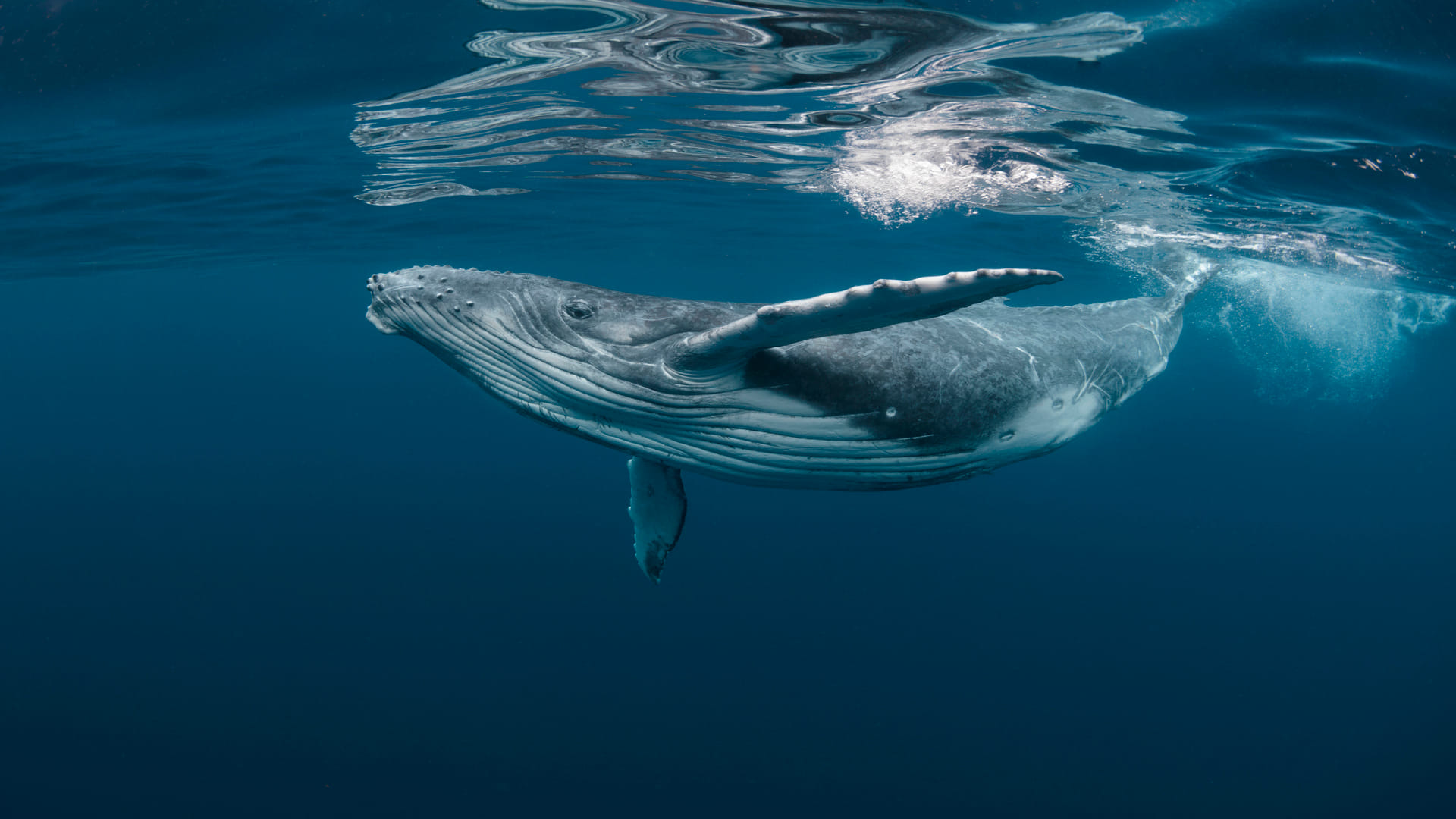 whale fish vomit sold in crores why scientist say floating gold know the reason fact