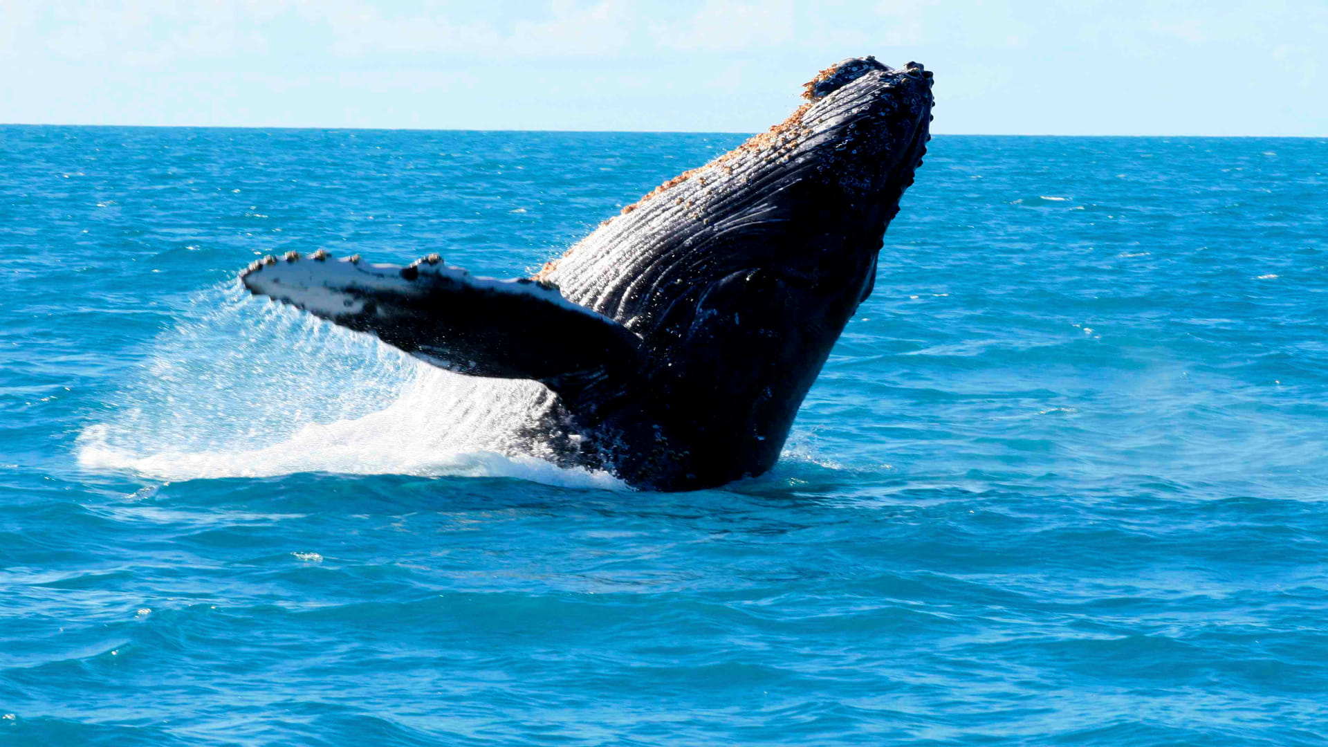 whale fish vomit sold in crores why scientist say floating gold know the reason fact