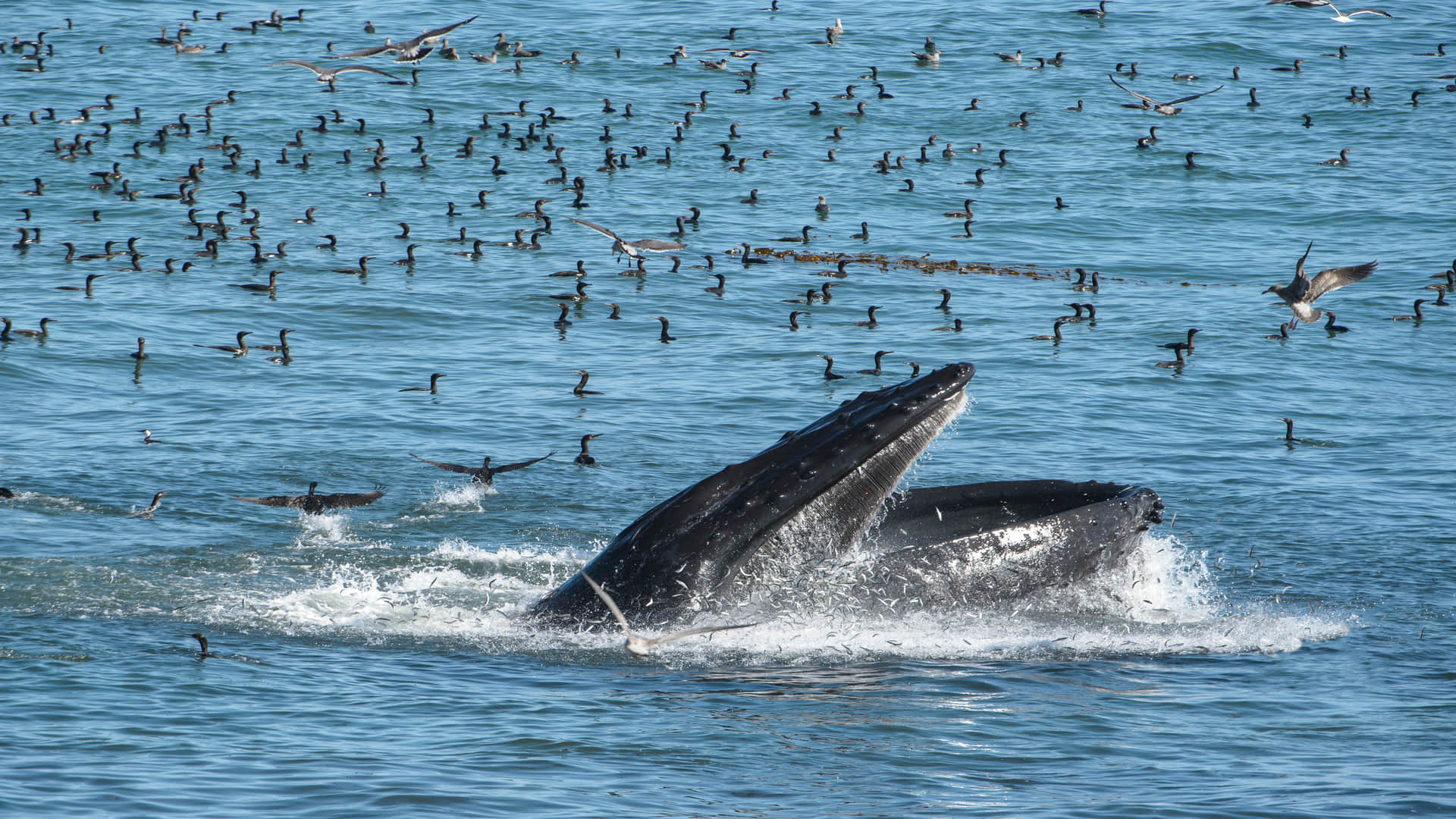 whale fish vomit sold in crores why scientist say floating gold know the reason fact