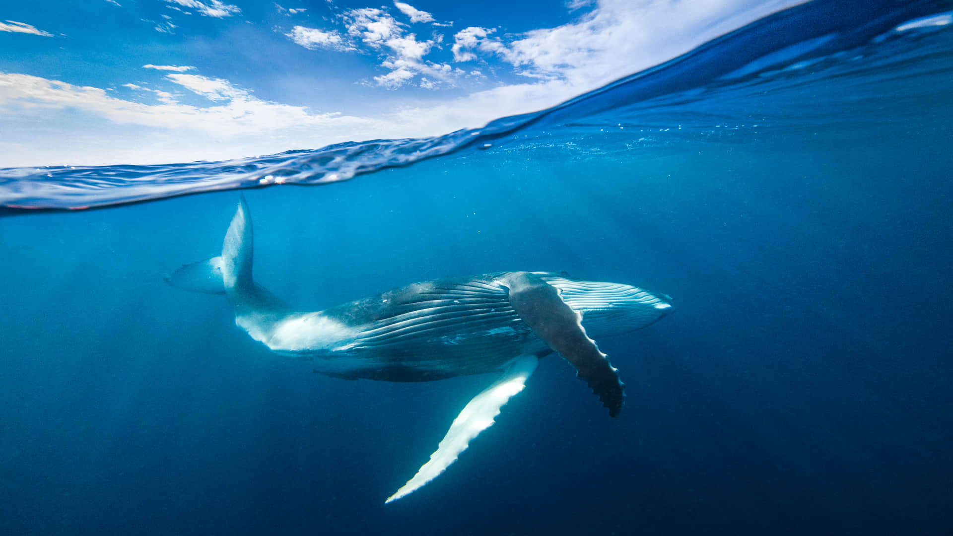 whale fish vomit sold in crores why scientist say floating gold know the reason fact