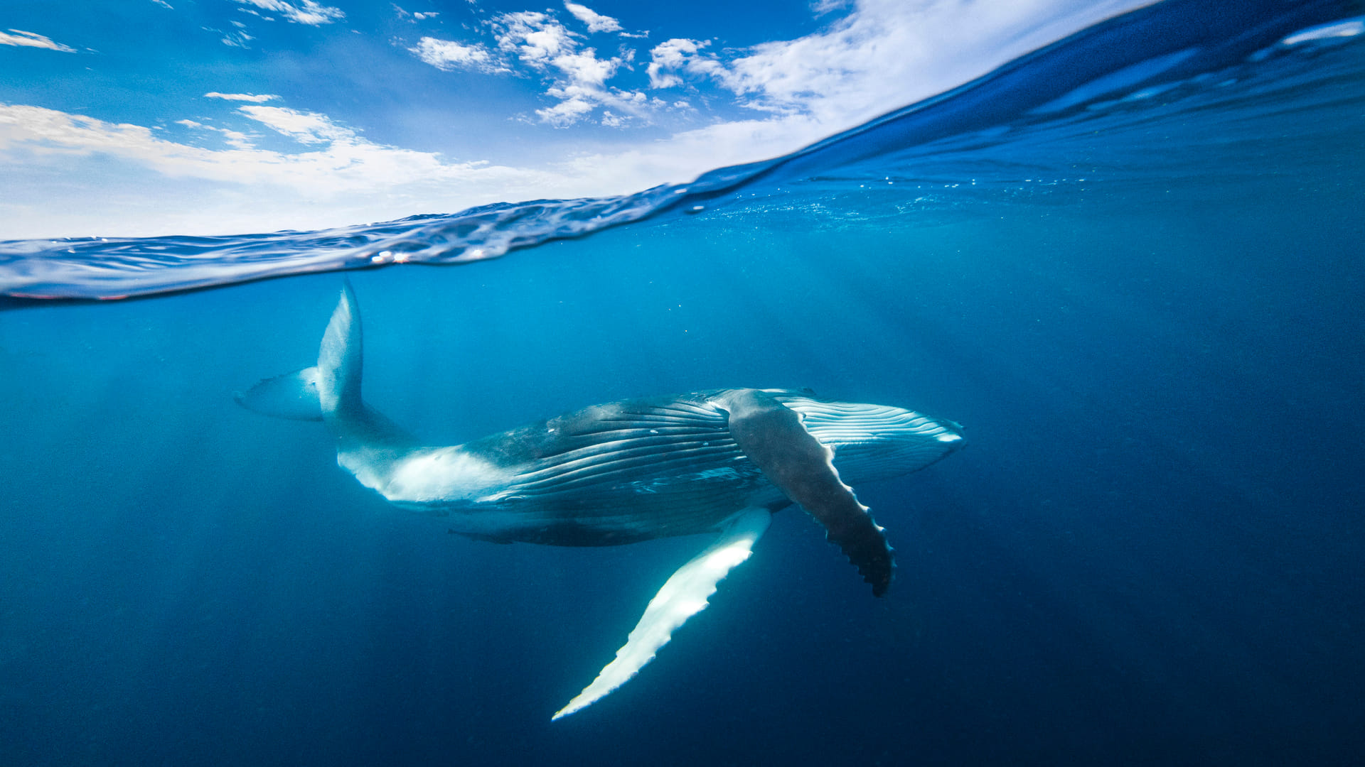 whale fish vomit sold in crores why scientist say floating gold know the reason fact