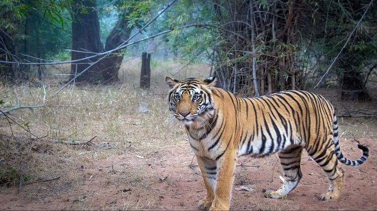 Tigress Dotties Photo Of Bandhavgarh Tiger Reserve Went Viral Seen Entertaining Tourists In A 7999