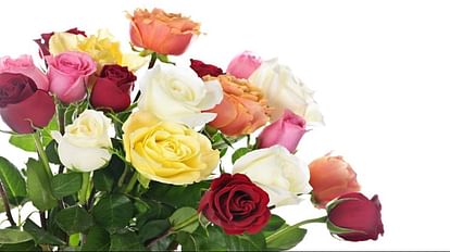 Rose Day 2023 Types of Roses and Their Meaning Full Details in Hindi