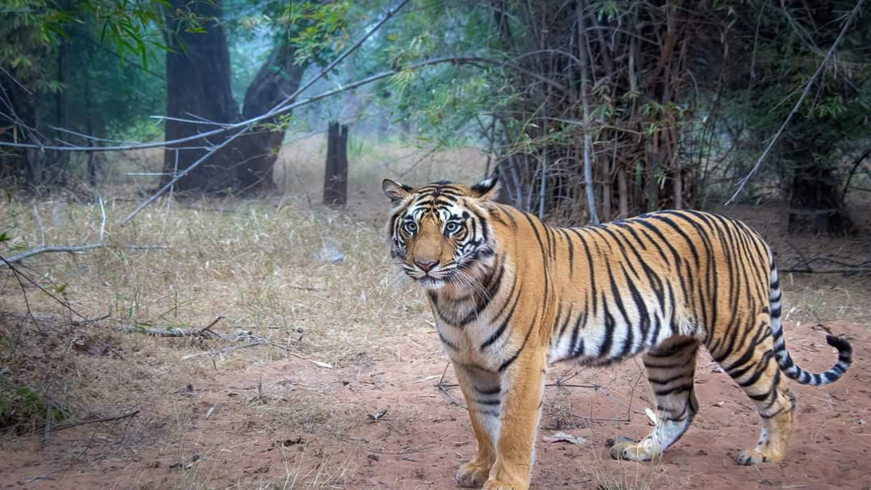 Tigress Dottie's photo of Bandhavgarh Tiger Reserve went viral, seen entertaining tourists in a calm posture