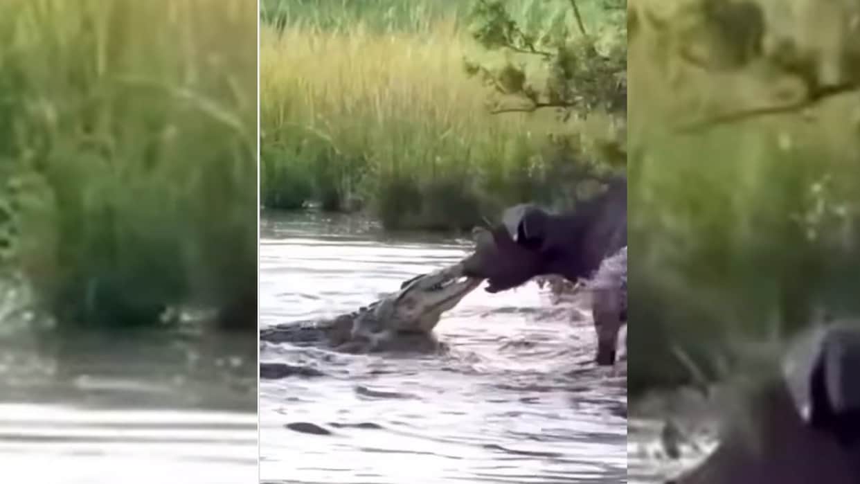 crocodile vs buffalo fight video animal video crocodile attacks buffalo herd see what happened next google tr