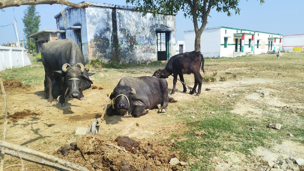Buffalo found tied in campus, children did not get books