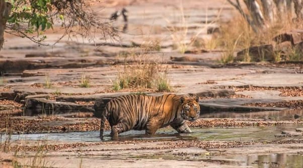 मदर ऑफ पन्ना टाइगर रिजर्व कही जाने वाली बाघिन टी-1 की मौत हो गई।