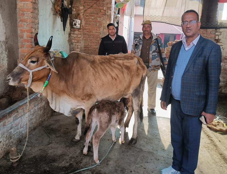 Animal foster named the calf, SDM reached the program