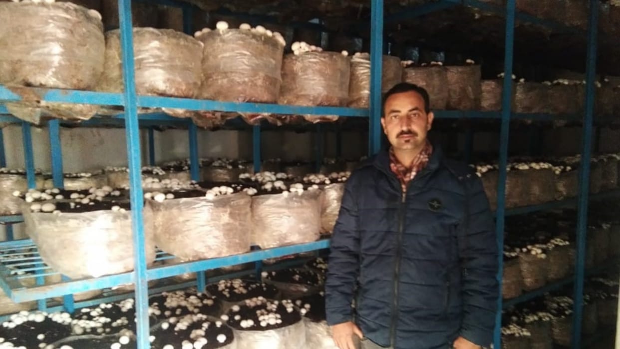 Narender mushroom farming success story bilaspur himachal pradesh