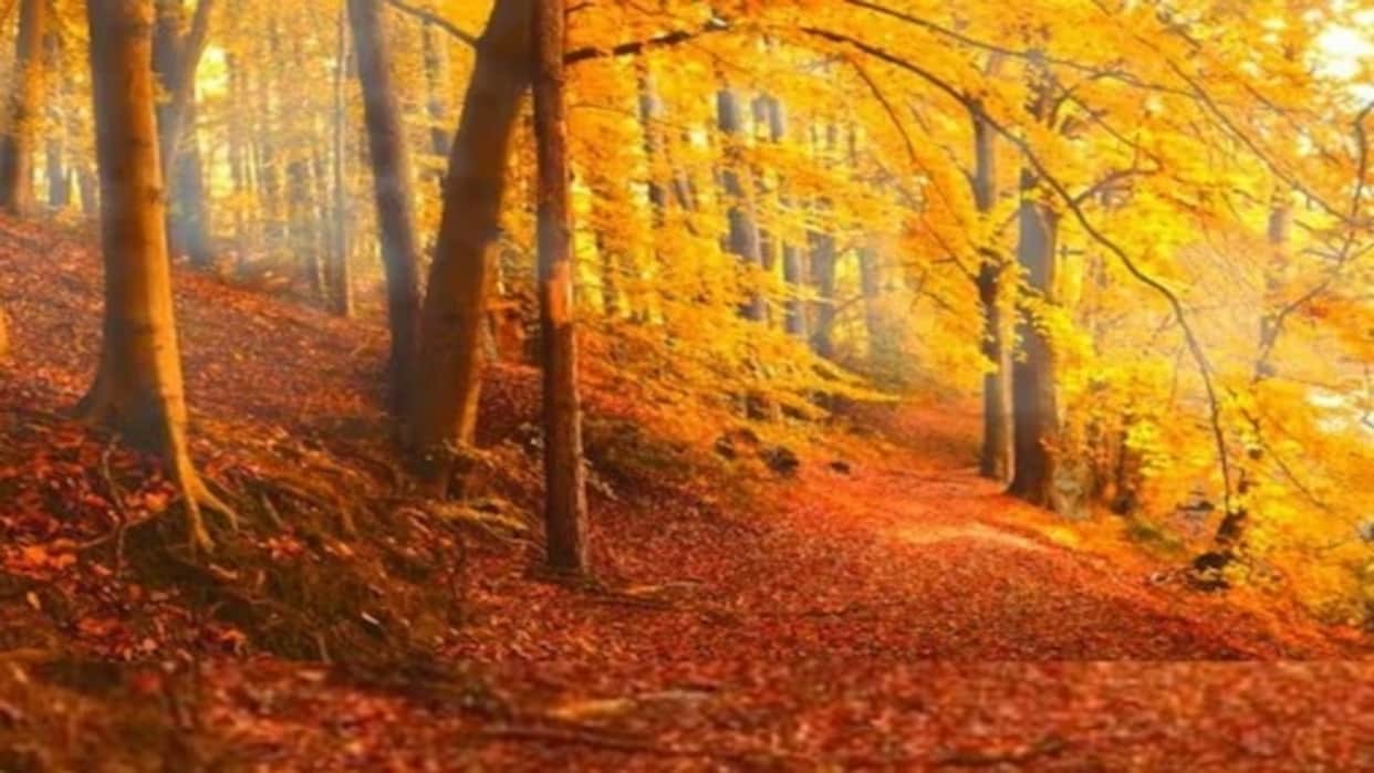 Optical Illusion: Optical Illusion: Can You Find the Lion in This Forest Image? Check Your Brain Iq