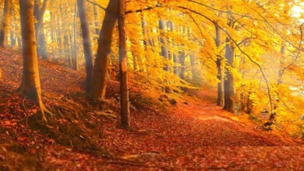 Optical Illusion: Optical Illusion: Can You Find the Lion in This Forest Image? Check Your Brain Iq