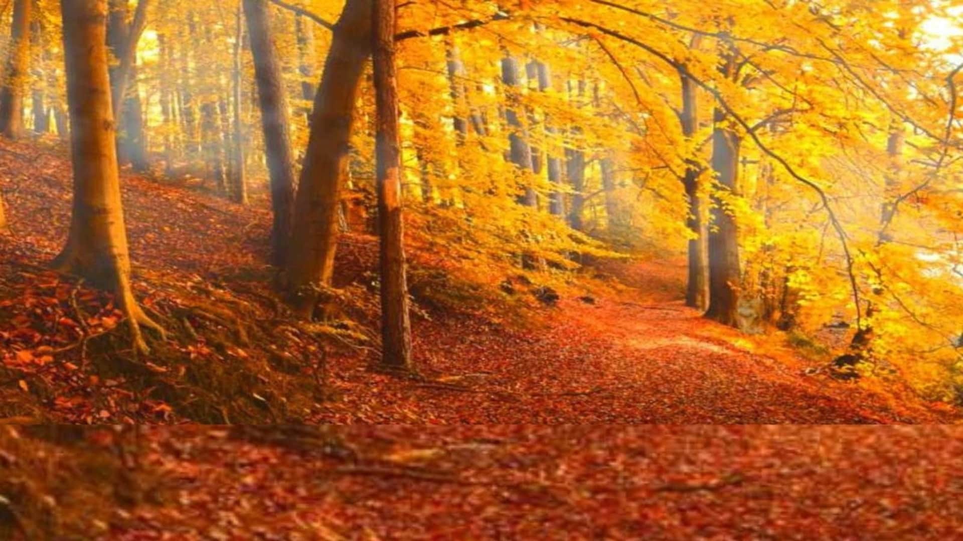 Optical Illusion: Optical Illusion: Can You Find the Lion in This Forest Image? Check Your Brain Iq