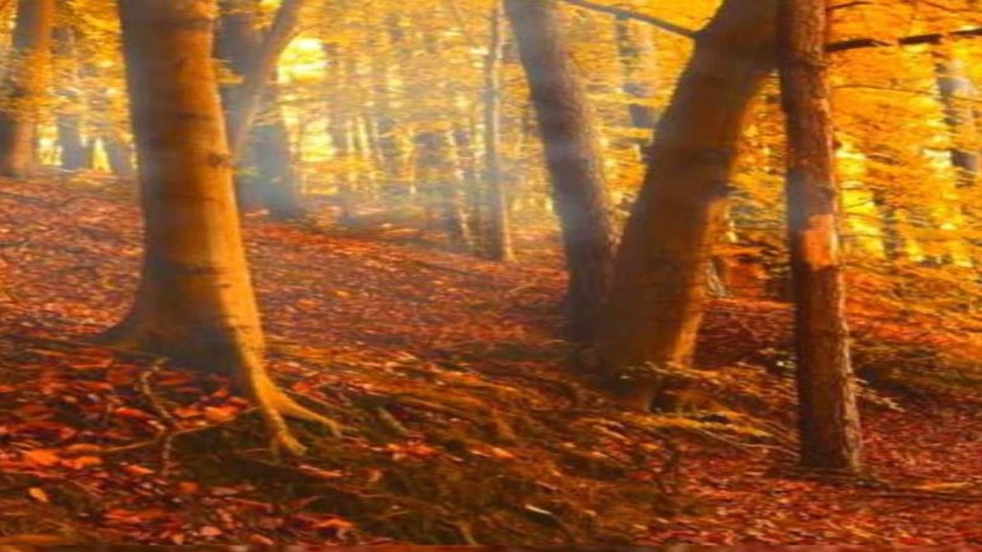 Optical Illusion: Optical Illusion: Can You Find the Lion in This Forest Image? Check Your Brain Iq