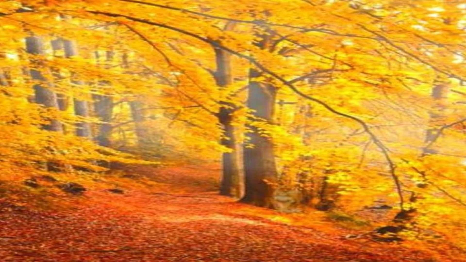 Optical Illusion: Optical Illusion: Can You Find the Lion in This Forest Image? Check Your Brain Iq