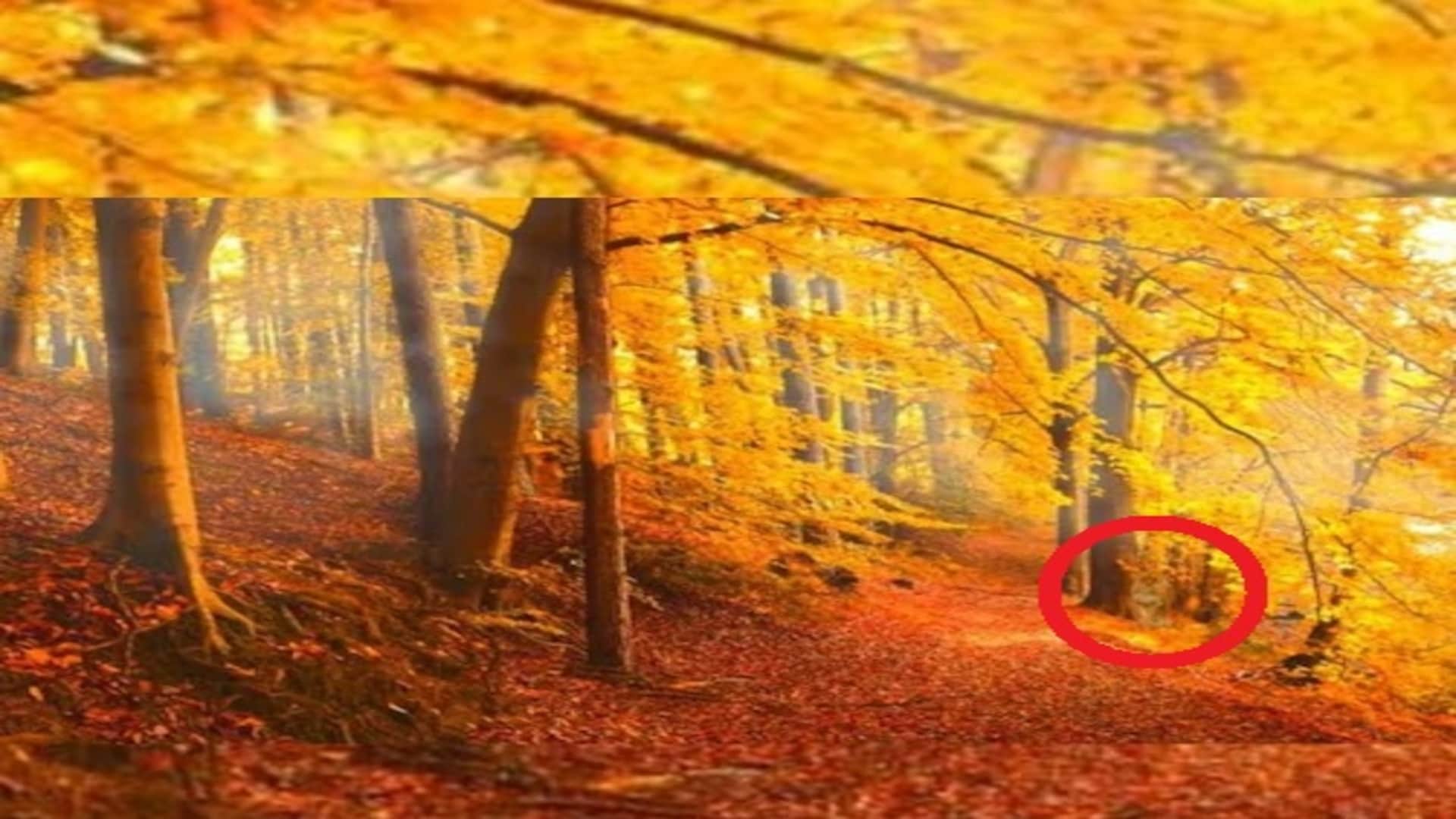 Optical Illusion: Optical Illusion: Can You Find the Lion in This Forest Image? Check Your Brain Iq