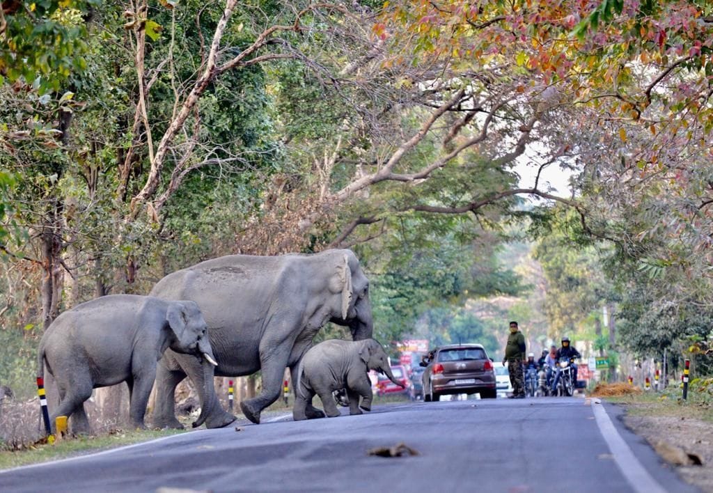 Elephant corridor will be declared eco-sensitive zone