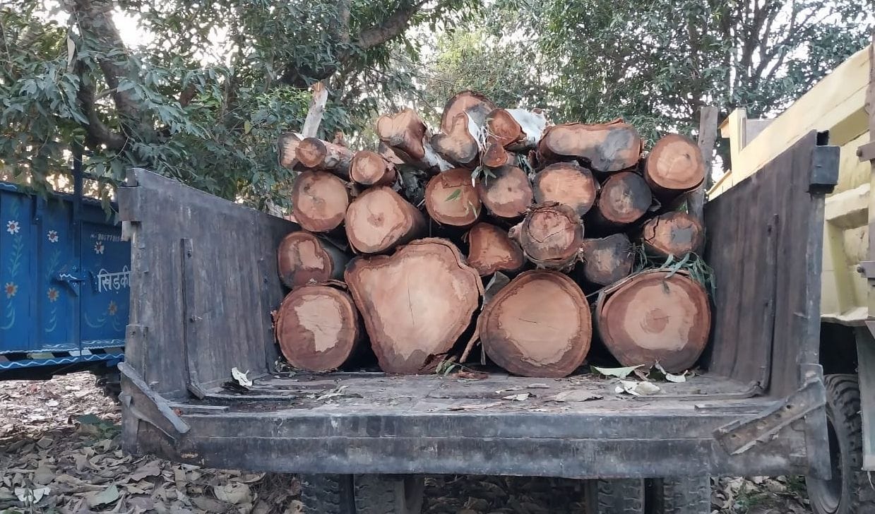 Eucalyptus Wood Caught
