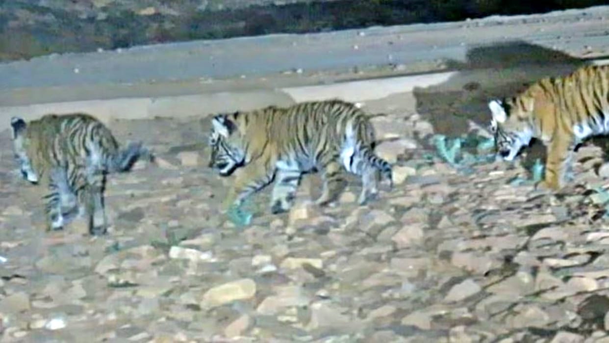Ranthambore National Park Death of tiger-tigress and cub in seven days in sawai madhopur