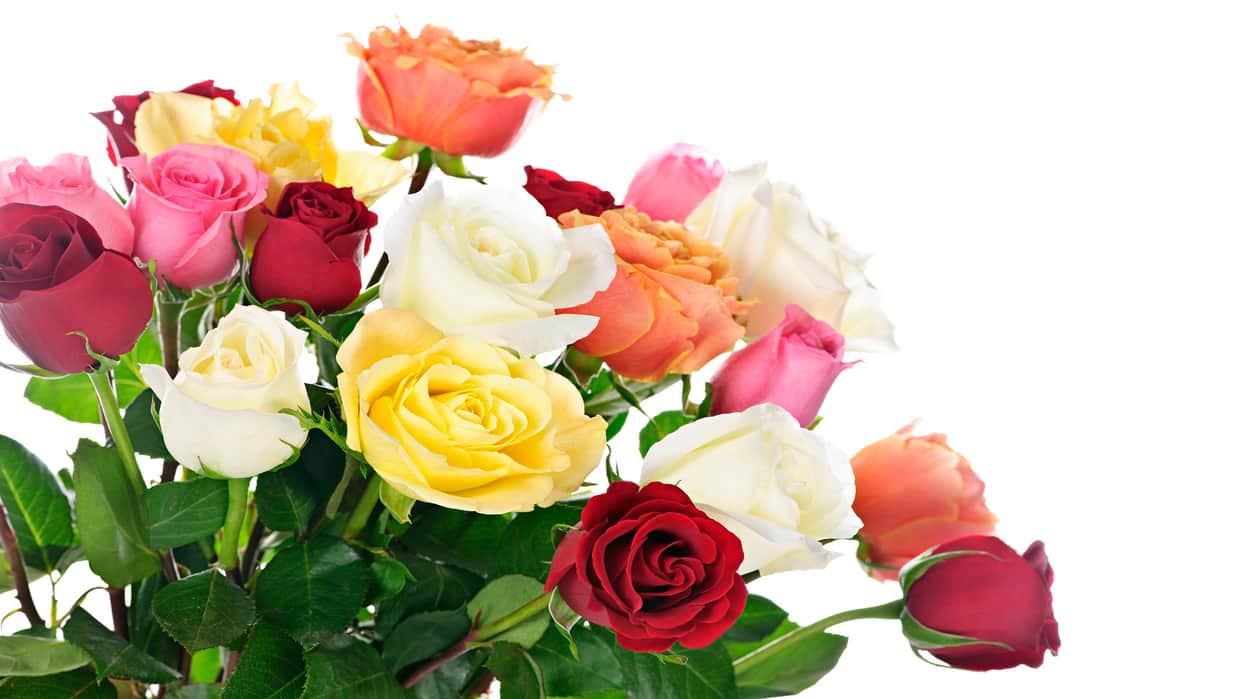 Rose Day 2024 Date Significance Valentine Week First Day 7 February History in hindi