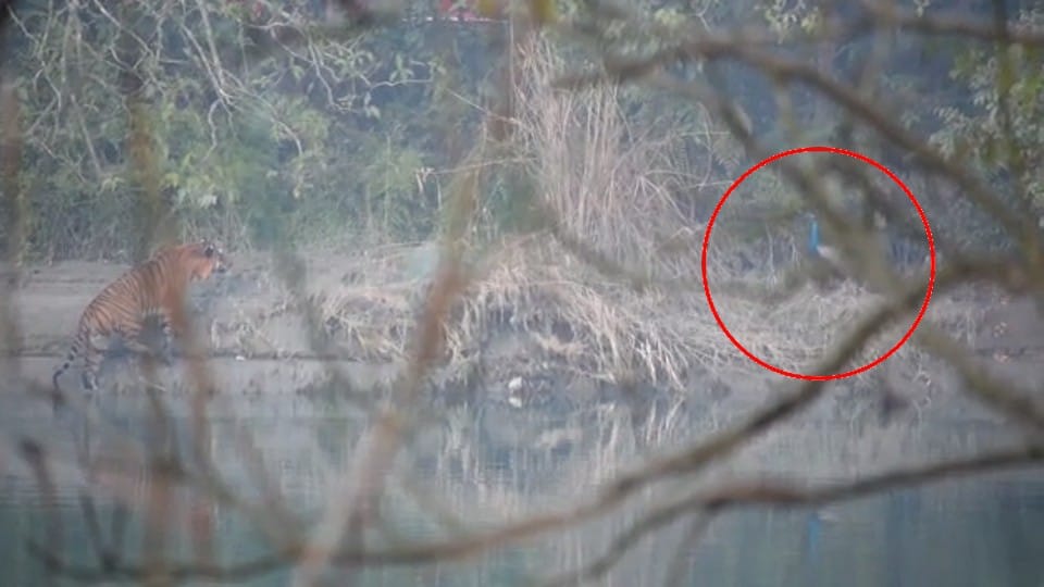 Tiger tried to hunt peacock video in Pilibhit Tiger Reserve