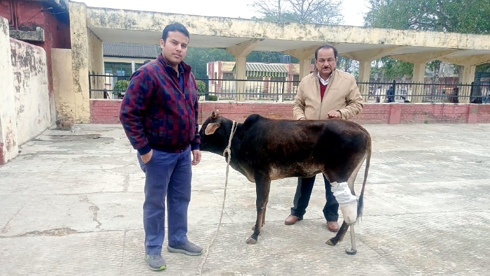 IVRI Bareilly scientists made artificial legs for animals