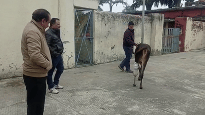 IVRI Bareilly scientists made artificial legs for animals