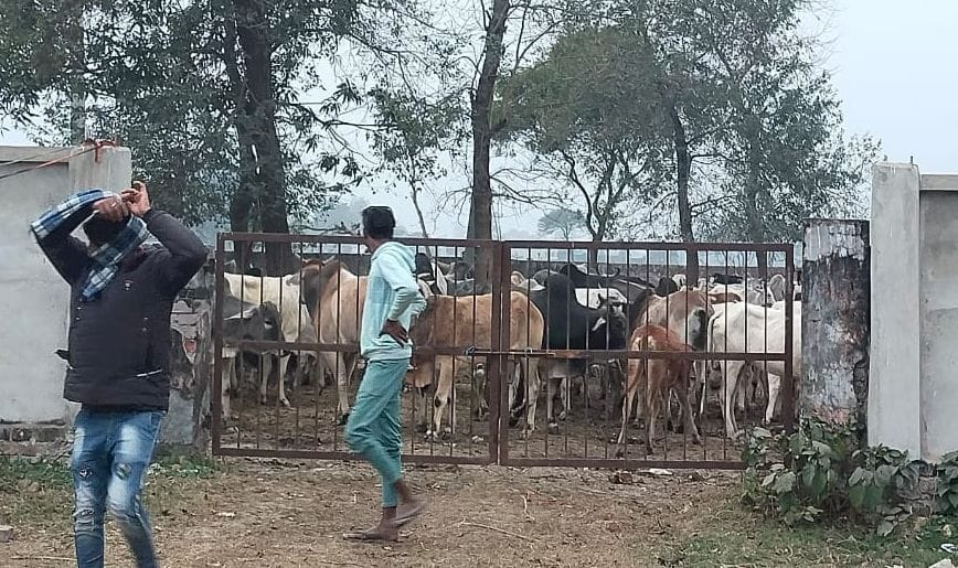 farmers lock animal in phc campus