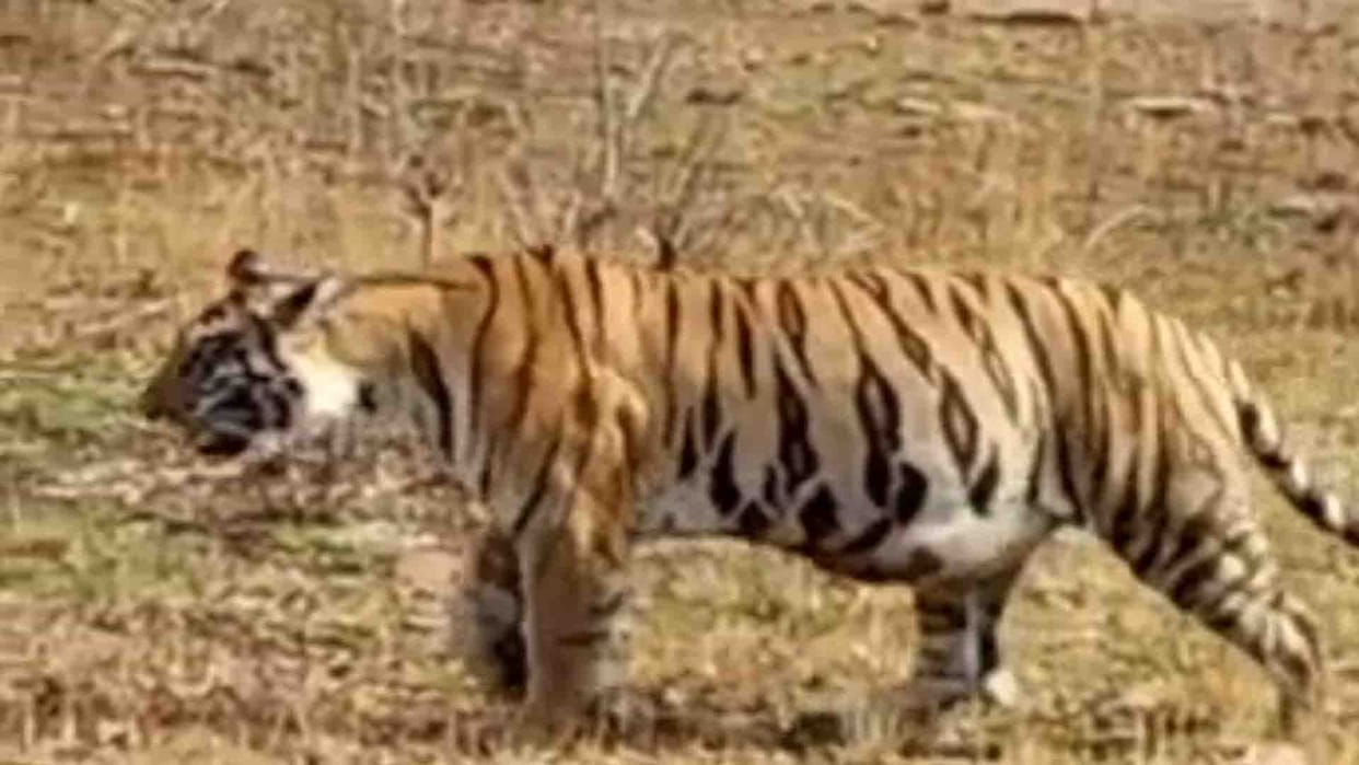 Banda: Tigress skeleton found in Panna Tiger Reserve