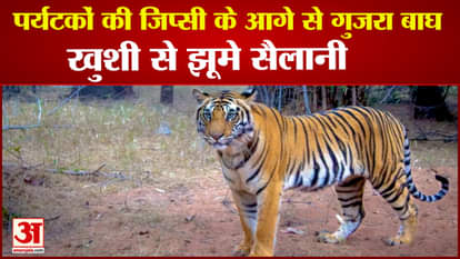 Bandhavgarh Tiger Reserve: Tiger passed in front of tourist gypsy in safari