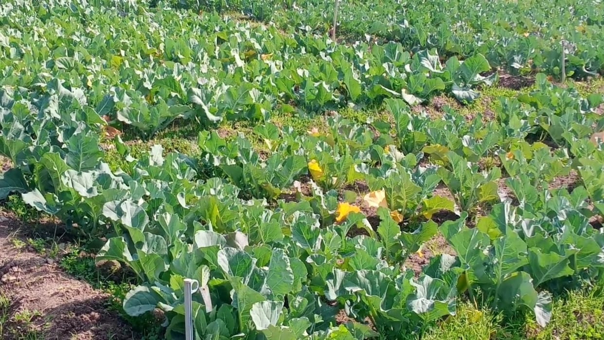 Nutri garden and vegetables farming subhash palekar kheti in sirmour himachal pradesh