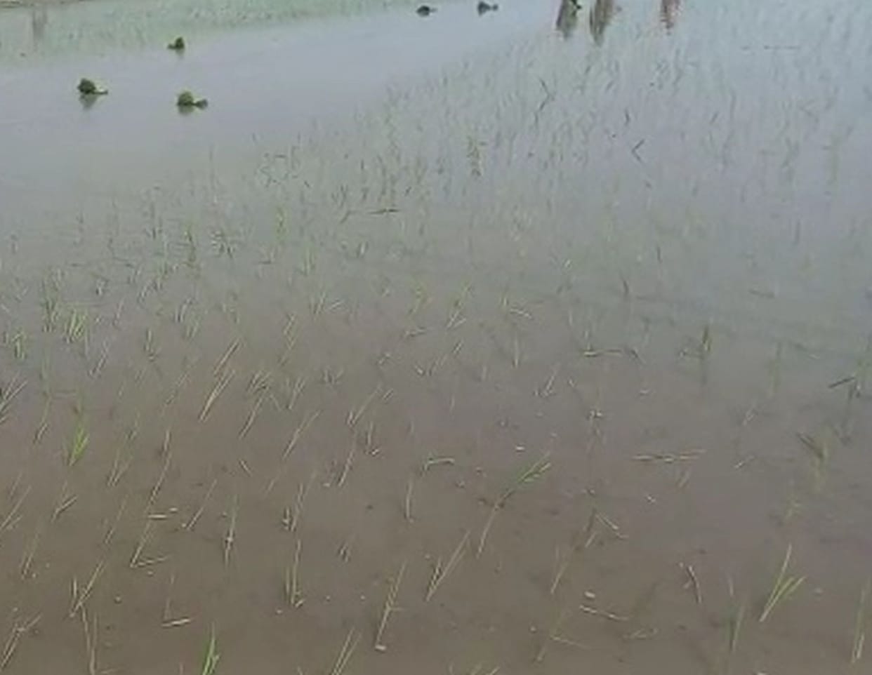 Rice Farming in Us Nagar