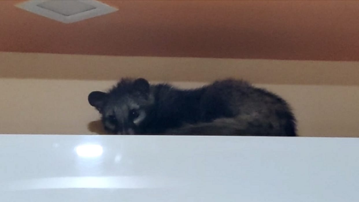 asian palm civet caught from trader's house in korba