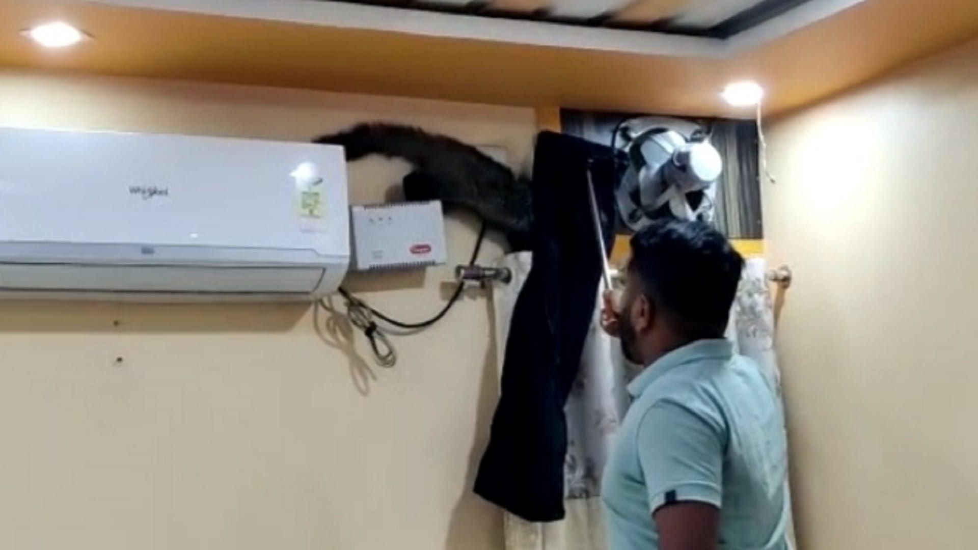 asian palm civet caught from trader's house in korba