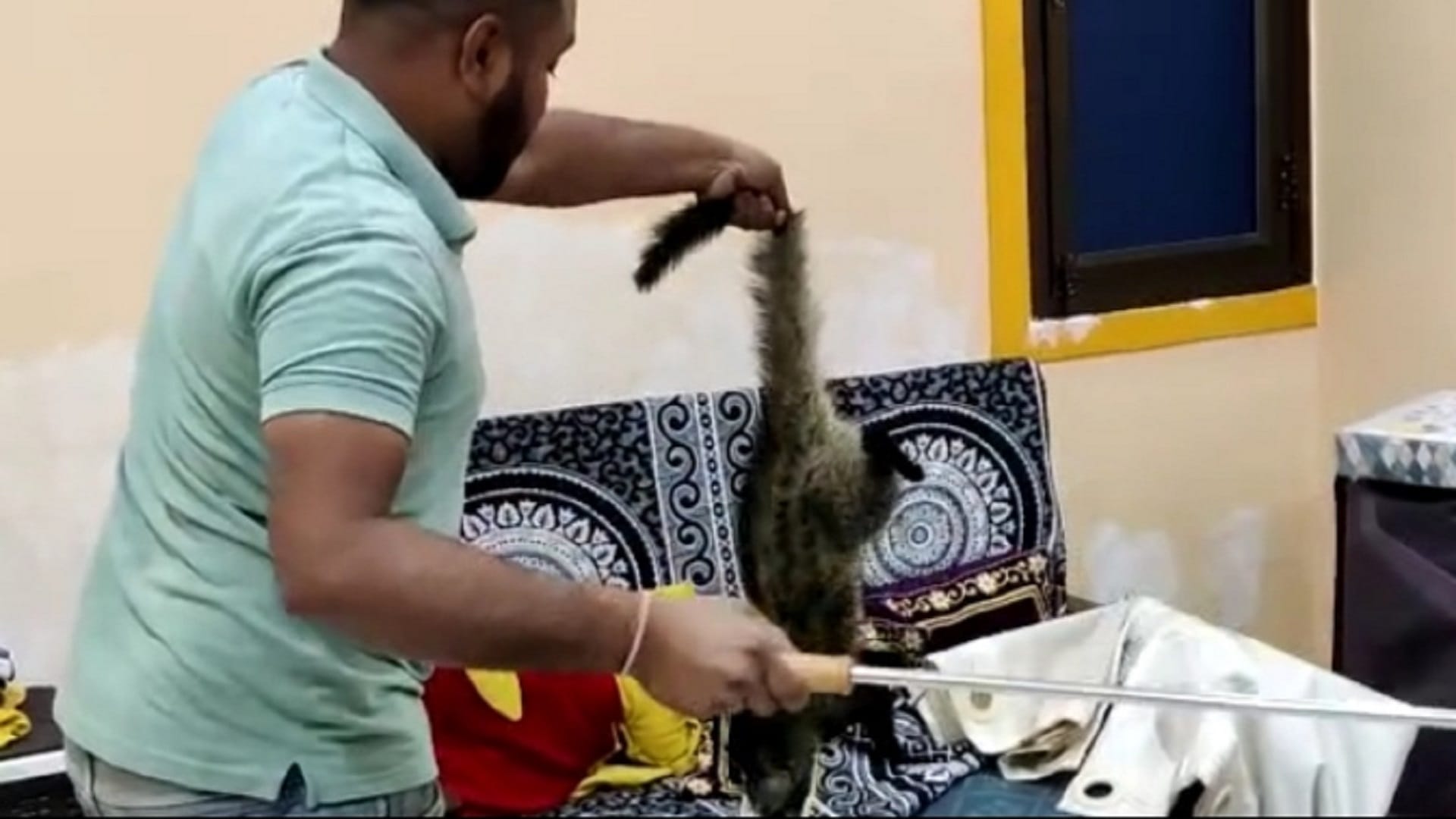 asian palm civet caught from trader's house in korba