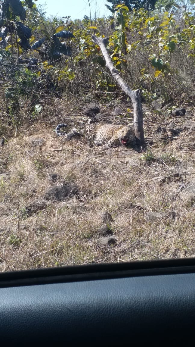 Bhopal News: Leopard trapped in old fencing near Bhopal, rescued and sent to National Park