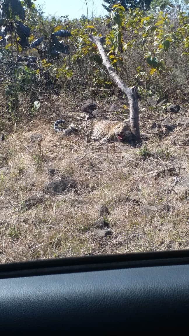 Bhopal News: Leopard trapped in old fencing near Bhopal, rescued and sent to National Park