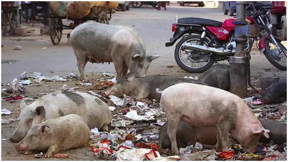 Bhilwara Municipal Council commissioner demanded police force from SP to catch pig